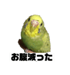 セキセイインコさん（個別スタンプ：3）