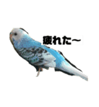セキセイインコさん（個別スタンプ：5）