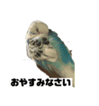 セキセイインコさん（個別スタンプ：6）