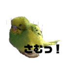 セキセイインコさん（個別スタンプ：7）