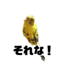 セキセイインコさん（個別スタンプ：8）