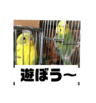 セキセイインコさん（個別スタンプ：9）
