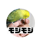 セキセイインコさん（個別スタンプ：11）