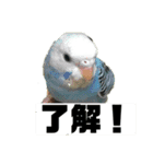 セキセイインコさん（個別スタンプ：13）