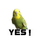 セキセイインコさん（個別スタンプ：14）