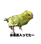 セキセイインコさん（個別スタンプ：15）