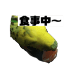 セキセイインコさん（個別スタンプ：16）