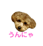 モモタローの熊本弁（個別スタンプ：5）