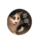 ネコトリオの物語（個別スタンプ：1）