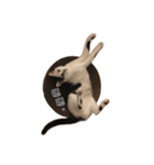 ネコトリオの物語（個別スタンプ：2）