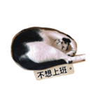 ネコトリオの物語（個別スタンプ：7）