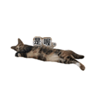 ネコトリオの物語（個別スタンプ：11）