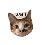 ネコトリオの物語（個別スタンプ：13）