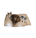 ネコトリオの物語（個別スタンプ：16）