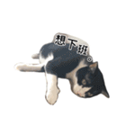 ネコトリオの物語（個別スタンプ：23）