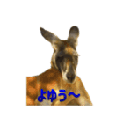 stampoo365（個別スタンプ：2）