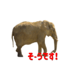 stampoo365（個別スタンプ：3）