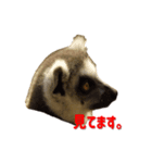 stampoo365（個別スタンプ：8）