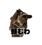 ぷにモガの日常（個別スタンプ：3）