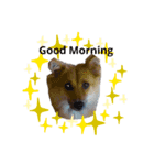 Fluffyー（個別スタンプ：1）
