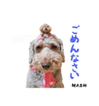 安藤さんちのマッシュくん（個別スタンプ：5）