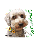 安藤さんちのマッシュくん（個別スタンプ：7）