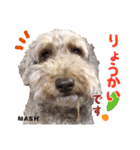 安藤さんちのマッシュくん（個別スタンプ：8）
