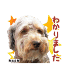 安藤さんちのマッシュくん（個別スタンプ：9）