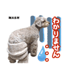 安藤さんちのマッシュくん（個別スタンプ：10）