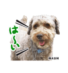 安藤さんちのマッシュくん（個別スタンプ：11）