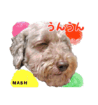 安藤さんちのマッシュくん（個別スタンプ：12）