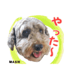 安藤さんちのマッシュくん（個別スタンプ：13）