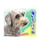 安藤さんちのマッシュくん（個別スタンプ：17）