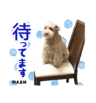安藤さんちのマッシュくん（個別スタンプ：19）