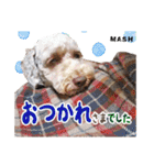 安藤さんちのマッシュくん（個別スタンプ：21）
