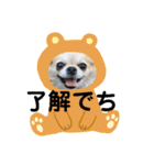 キャンビビちー3（個別スタンプ：13）