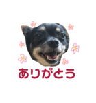 我が家のあずき（個別スタンプ：2）