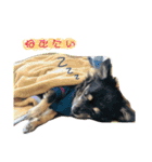 我が家のあずき（個別スタンプ：7）