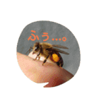 ミツバチのきもち。（個別スタンプ：1）