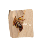 ミツバチのきもち。（個別スタンプ：11）