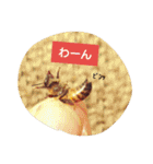 ミツバチのきもち。（個別スタンプ：13）