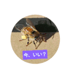 ミツバチのきもち。（個別スタンプ：17）