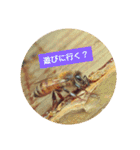 ミツバチのきもち。（個別スタンプ：19）