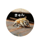 ミツバチのきもち。（個別スタンプ：26）