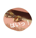 ミツバチのきもち。（個別スタンプ：32）