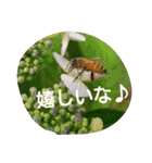 ミツバチのきもち。（個別スタンプ：33）