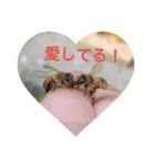 ミツバチのきもち。（個別スタンプ：37）