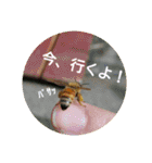 ミツバチのきもち。（個別スタンプ：39）
