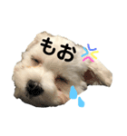 あいらぶにこちゃん（個別スタンプ：6）