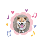 柴犬こたろうのスタンプ（個別スタンプ：1）